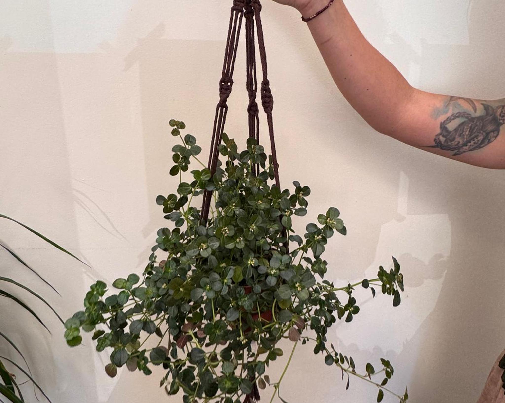 Taller de portamacetas en macramé - clase de cerámica bizcocho.art Gijón